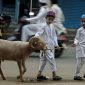 Sejarah Iduladha memberikan pengertian yang lebih dalam tentang asal usul perayaan ini dan mengingatkan umat Muslim akan pentingnya pengorbanan, kesetiaan, dan belas kasihan dalam kehidupan mereka.