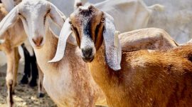 Memilih hewan Qurban yang tepat merupakan langkah penting dalam melaksanakan ibadah tersebut. Berikut adalah beberapa cara memilih hewan Qurban.