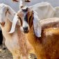 Memilih hewan Qurban yang tepat merupakan langkah penting dalam melaksanakan ibadah tersebut. Berikut adalah beberapa cara memilih hewan Qurban.