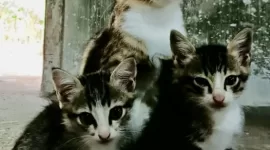 Kucing peliharaan pencinta hewan lucu ini, Nurul Aini.