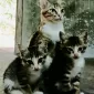 Kucing peliharaan pencinta hewan lucu ini, Nurul Aini.