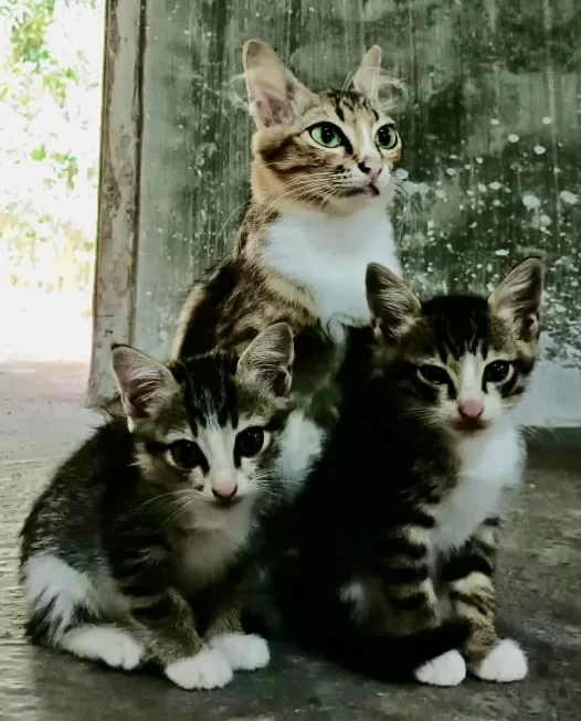 Kucing peliharaan pencinta hewan lucu ini, Nurul Aini.