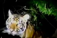 Tangkap layar video yang memperlihatkan harimau di semak-semak.