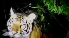 Tangkap layar video yang memperlihatkan harimau di semak-semak.