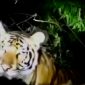 Tangkap layar video yang memperlihatkan harimau di semak-semak.