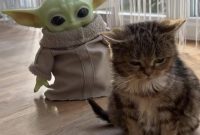 Francis adalah kucing yang unik dan istimewa.