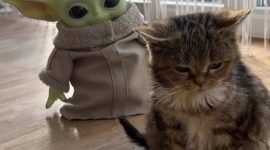 Francis adalah kucing yang unik dan istimewa.