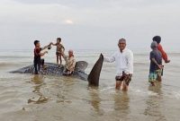 Warga Desa Batukerbuy, Kecamatan Pasean, Pamekasan sedang pose foto mengabadikan momen saat ada bangkai hiu terdampar di Pesisir Pantai Pasean.