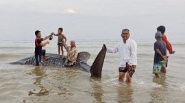 Warga Desa Batukerbuy, Kecamatan Pasean, Pamekasan sedang pose foto mengabadikan momen saat ada bangkai hiu terdampar di Pesisir Pantai Pasean.