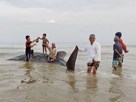 Warga Desa Batukerbuy, Kecamatan Pasean, Pamekasan sedang pose foto mengabadikan momen saat ada bangkai hiu terdampar di Pesisir Pantai Pasean.