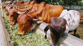 Sapi yang dipilih untuk kurban biasanya berusia 1-2 tahun, sehat, dan bebas cacat. Dalam beberapa tradisi, sapi jantan berwarna putih atau coklat terang menjadi pilihan, karena warna dianggap memiliki makna simbolik. (foto/ist$