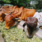 Sapi yang dipilih untuk kurban biasanya berusia 1-2 tahun, sehat, dan bebas cacat. Dalam beberapa tradisi, sapi jantan berwarna putih atau coklat terang menjadi pilihan, karena warna dianggap memiliki makna simbolik. (foto/ist$