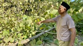 Moh. Safii menunjukkan sejumlah pohon jati miliknya yang ditebang tanpa izin.
